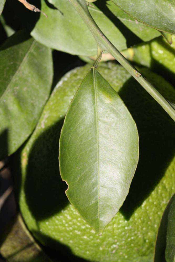            Unifoliolate leaf (Riverside, CA)   